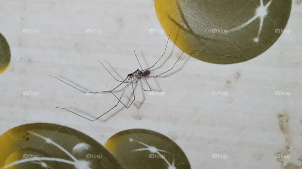 spider