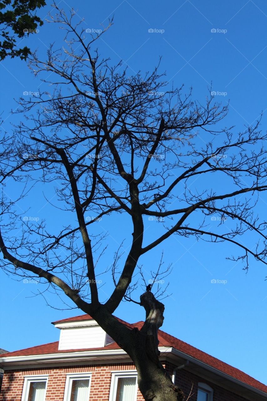 Tree, No Person, Wood, Sky, One