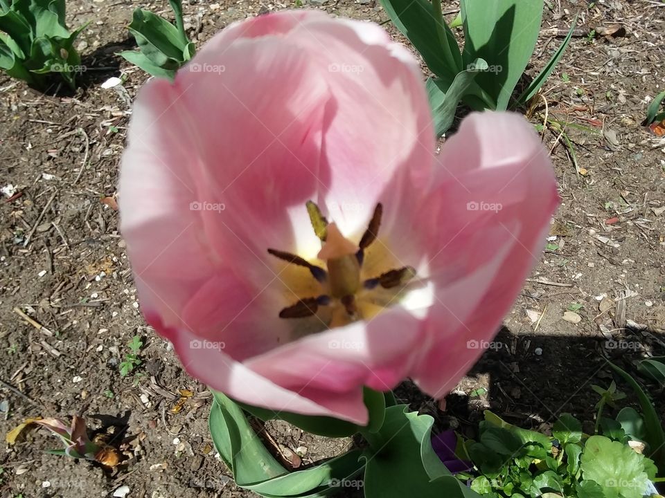 pink tulip