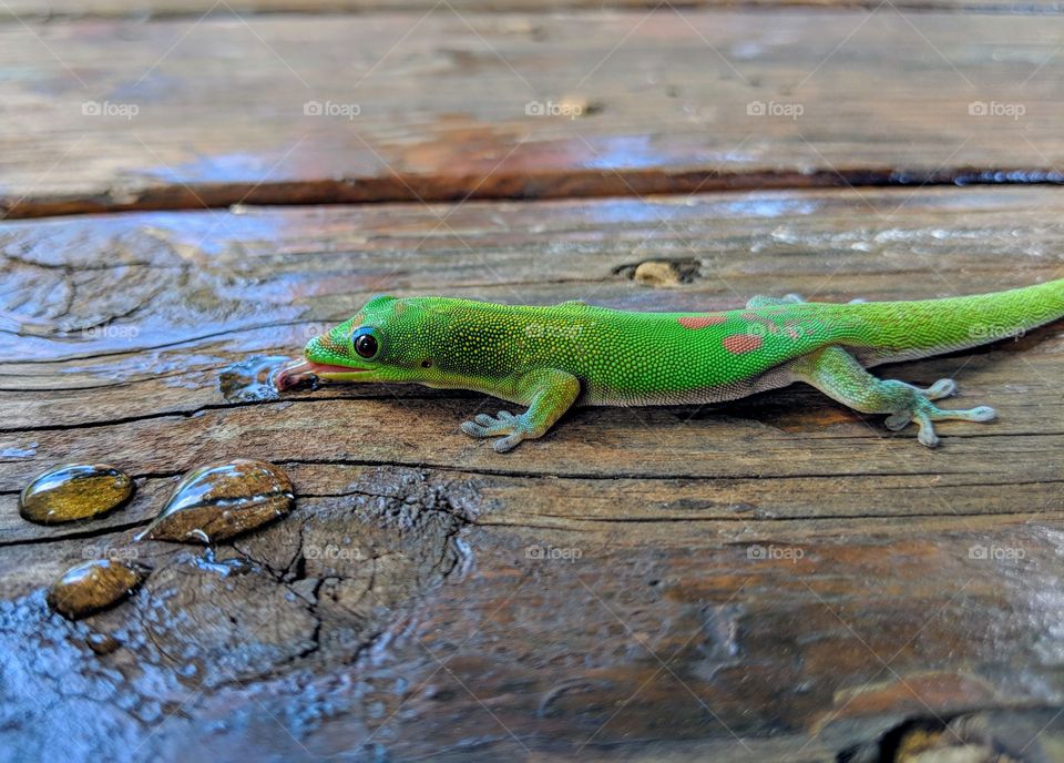 Gecko Having a Drink