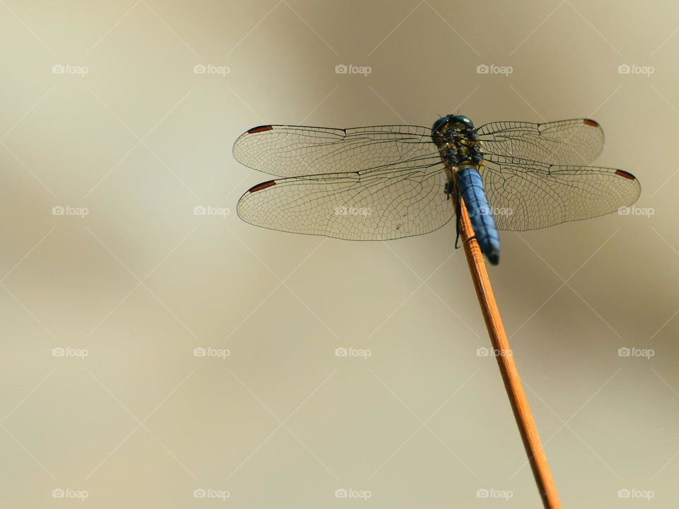 blue dragonfly