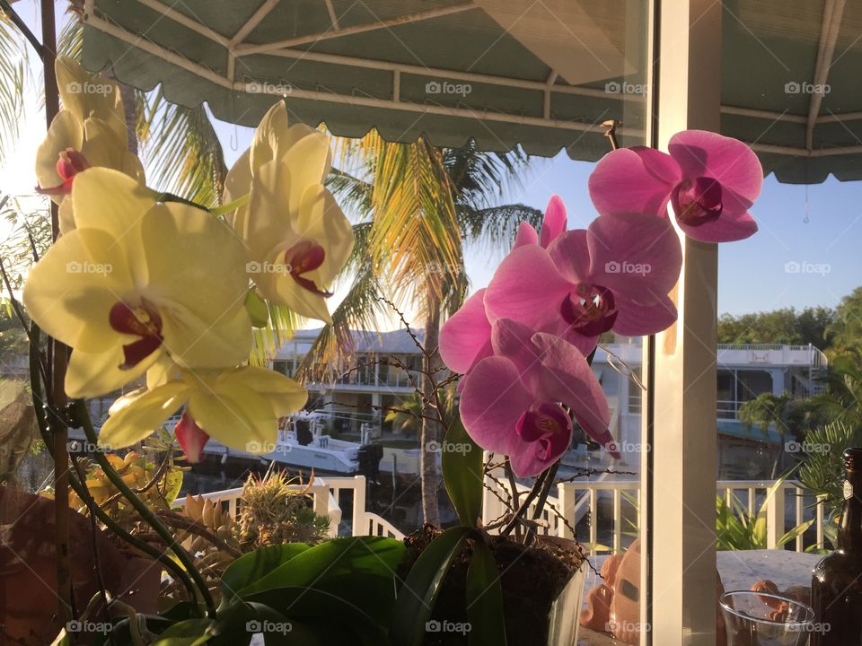 phalaenopsis orchids