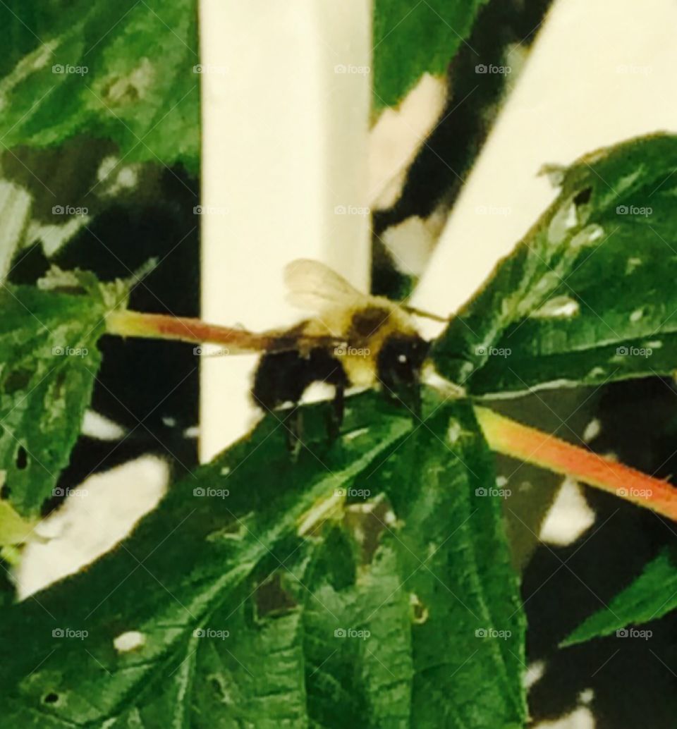 Bee
