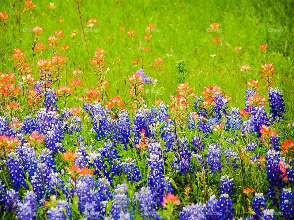 A spring field in Texas