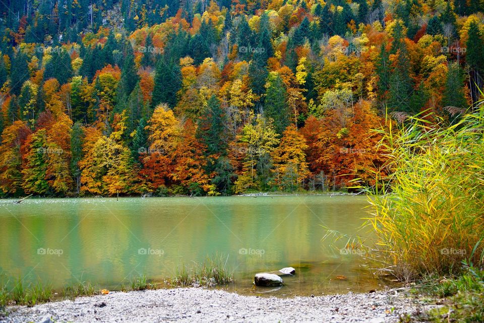 Palette de couleurs automnales au lac de Vallon (Alpes du Nord, France)