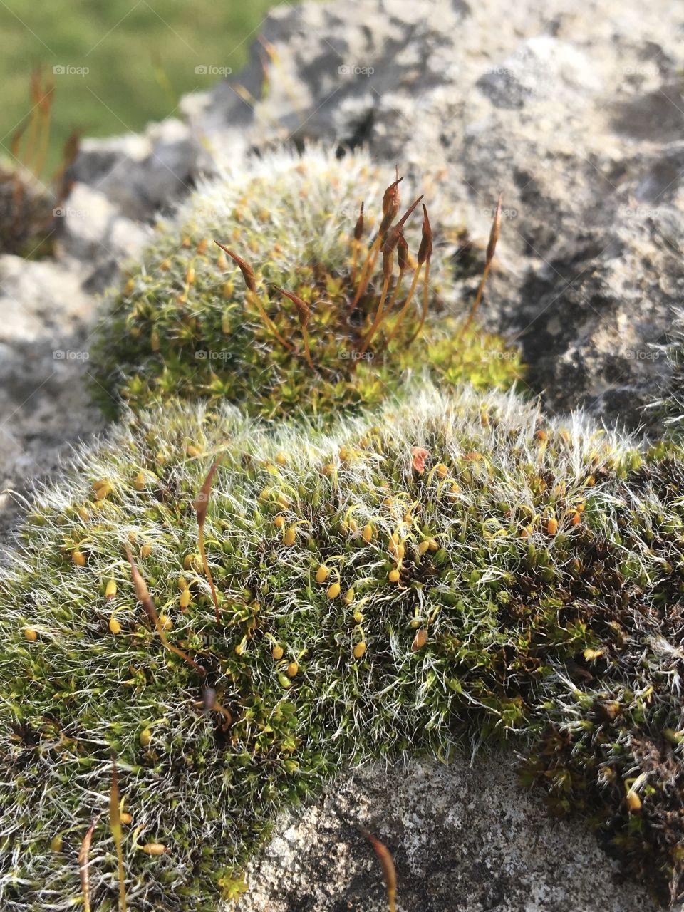 Close up of spring moss