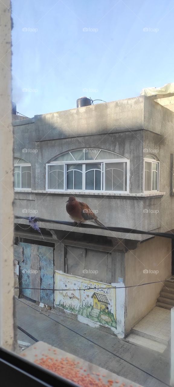 I deceive the bird that comes to my balcony every morning and I put food for it. I love that very much