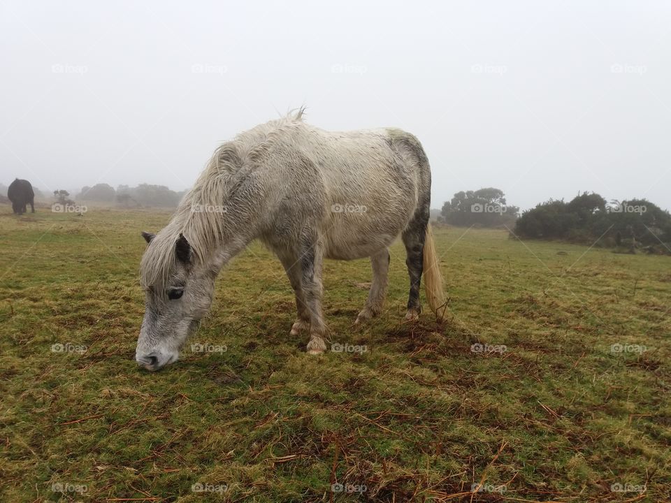 Dartmoor pony grazing on misty Dartmoor