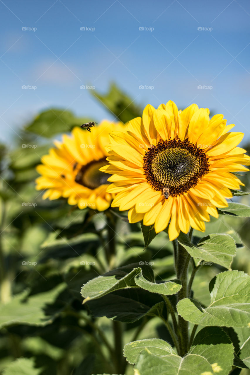 Sunflower