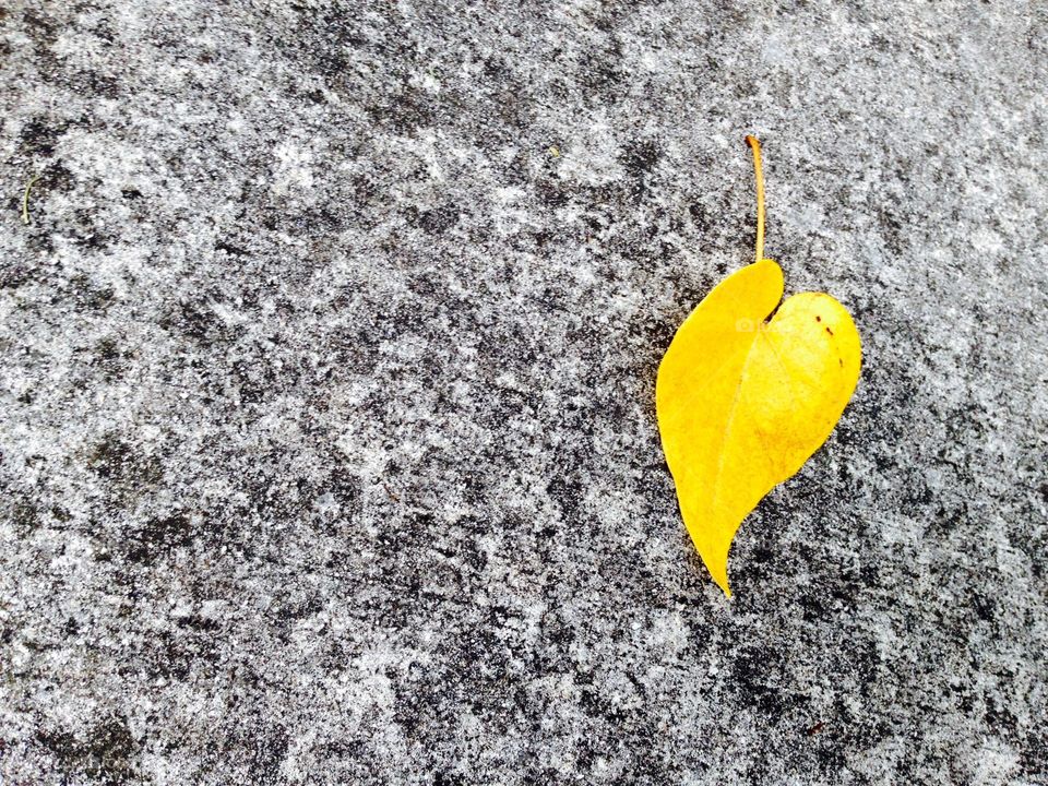 Close-up of autumn leaf