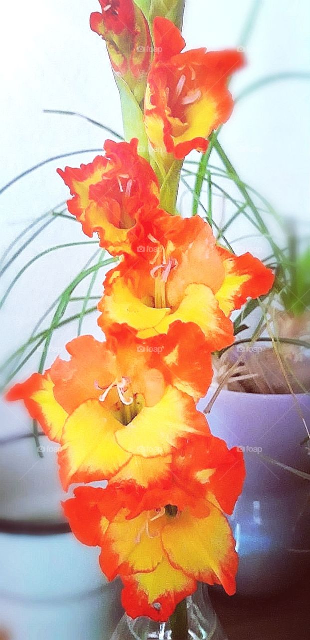 Prächtige Gladiole in Orange, Gelb und Lachs, arrangiert mit etwas Grün. Mit vielen geöffneten Blüten