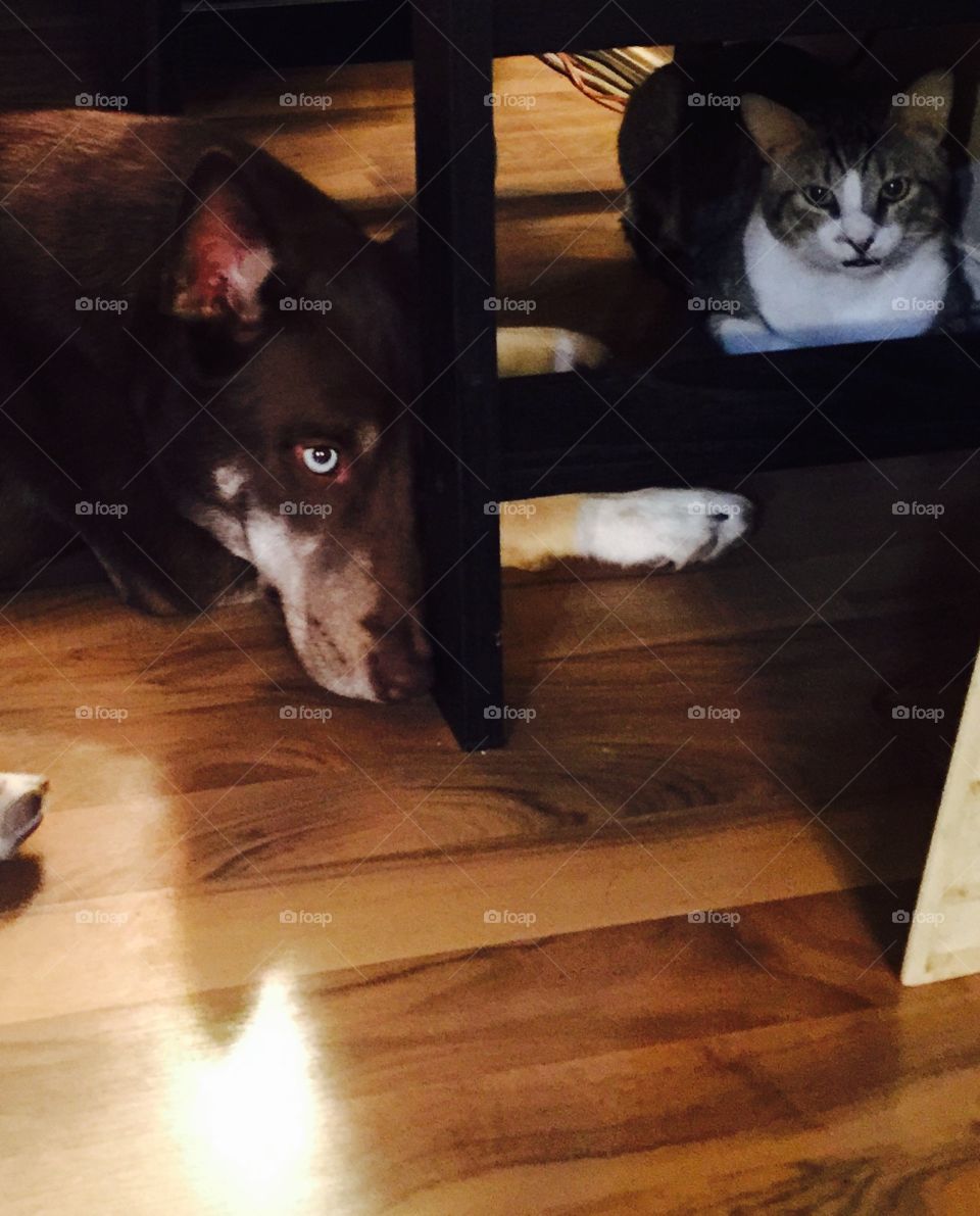 Luna  & Tiger. Dog & Cat 