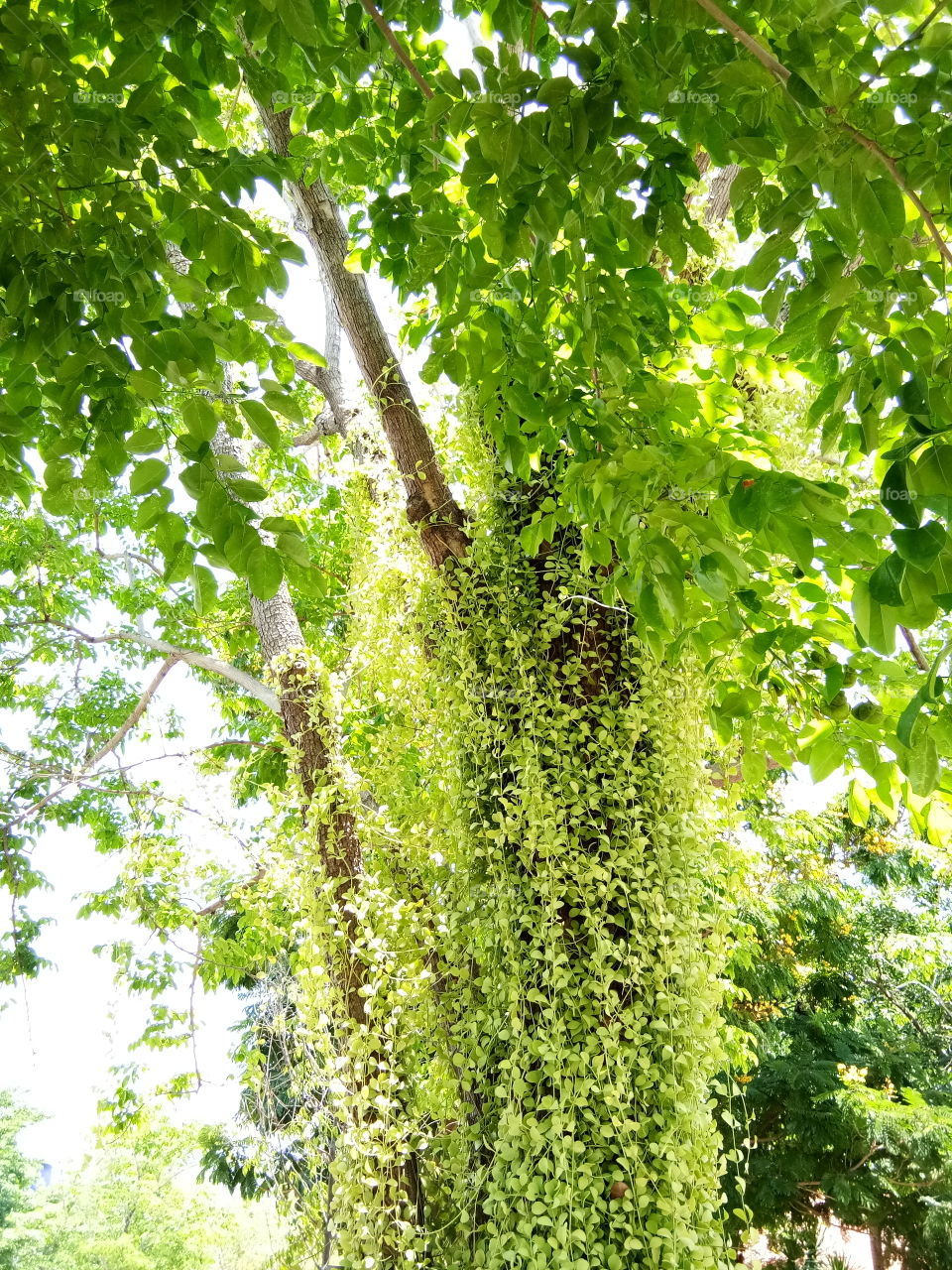 tree
tall
moss
fern
nature
green
thailand