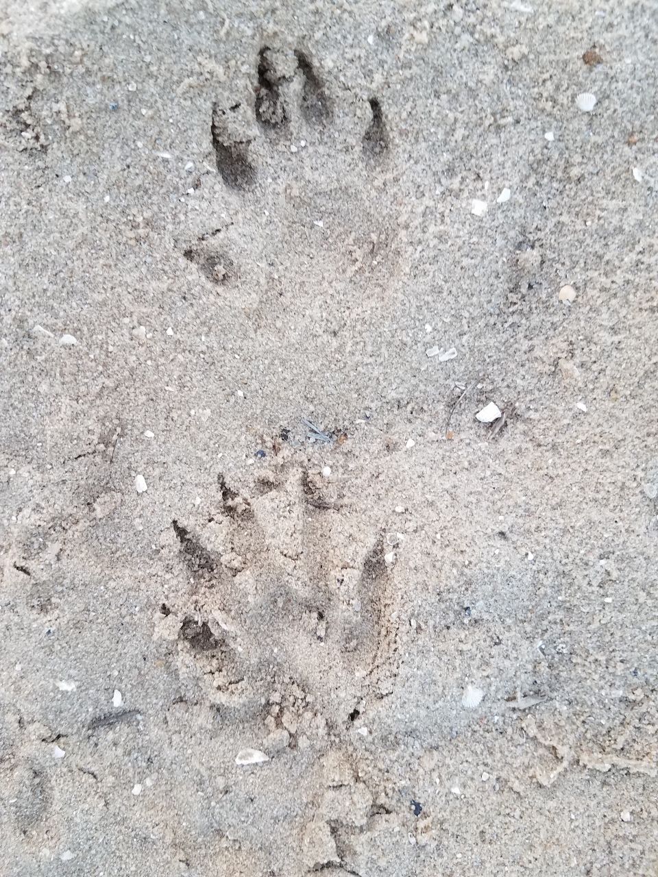 raccoon tracks