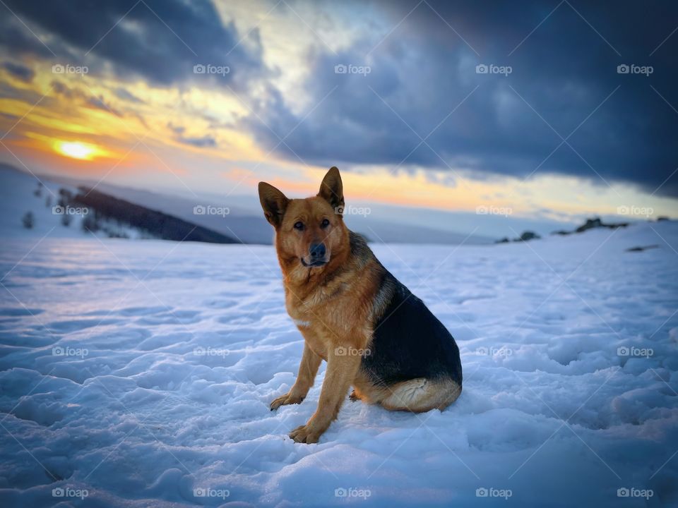 Dog in the mountains