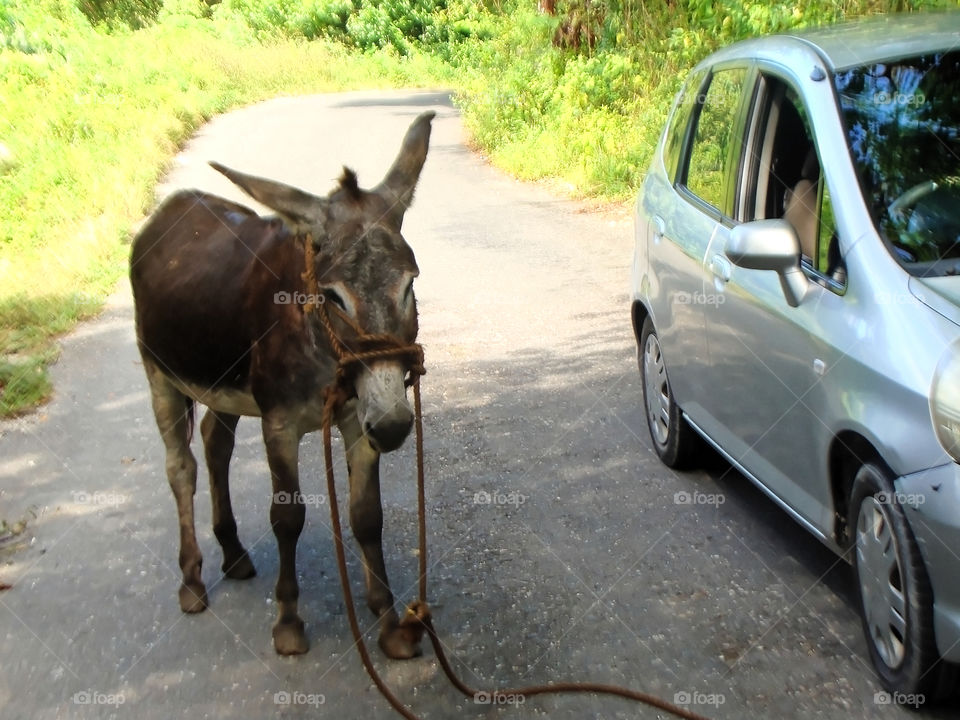 Donkey And Car