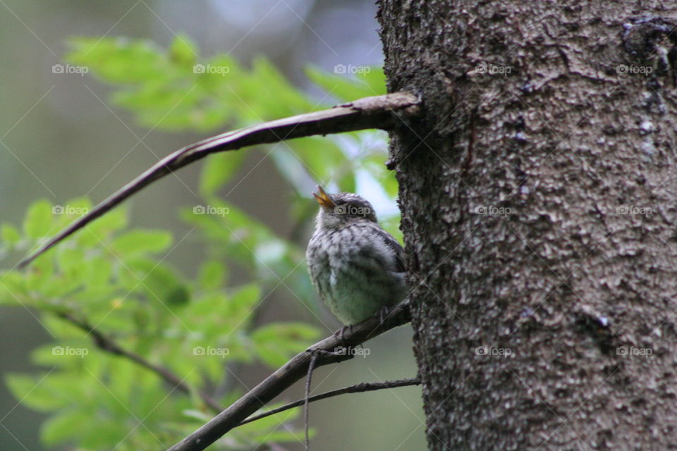 Bird on a tree branch in the forest