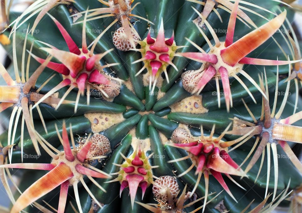 Wonderful and rare indoor potted succulents