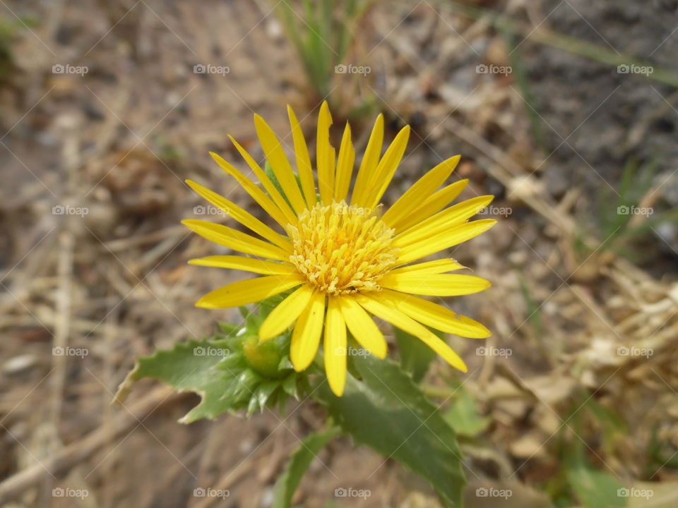 she loves me knot. This is a picture I took of a dandelion while out exploring this morning. 👣 🚶 🏃 🔥 💨