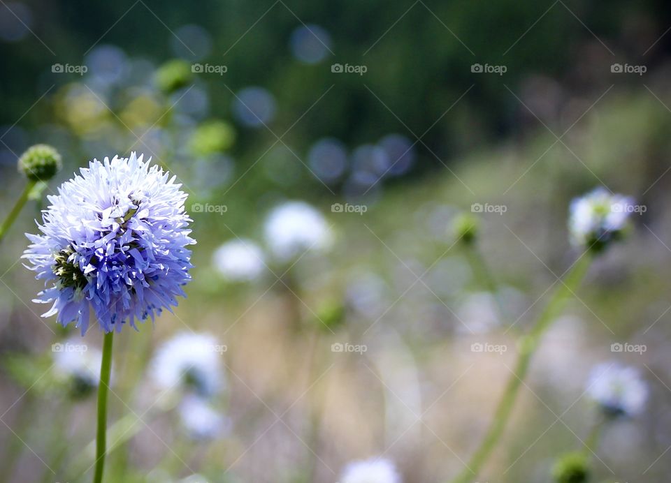 Blue Landscape wildflowers in Merlin, Oregon USA