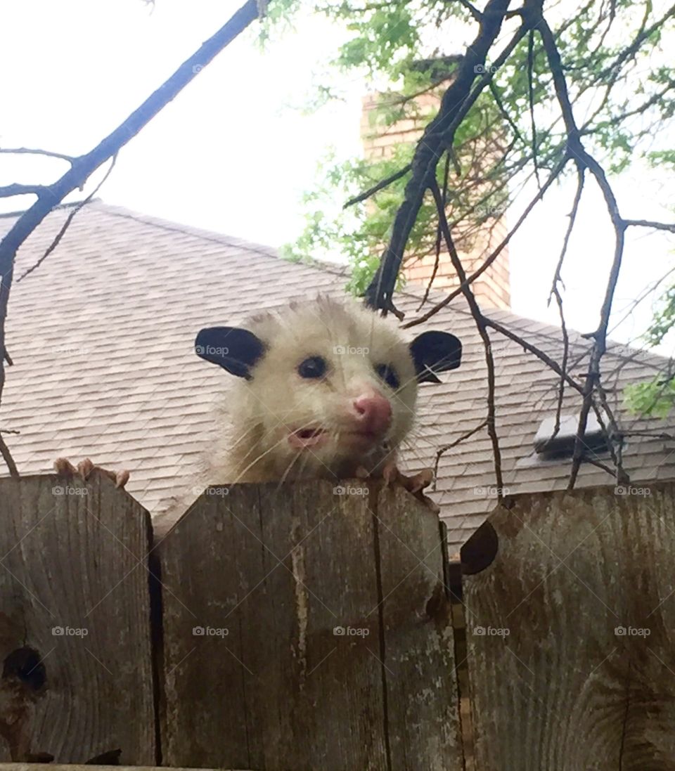 Opossum 