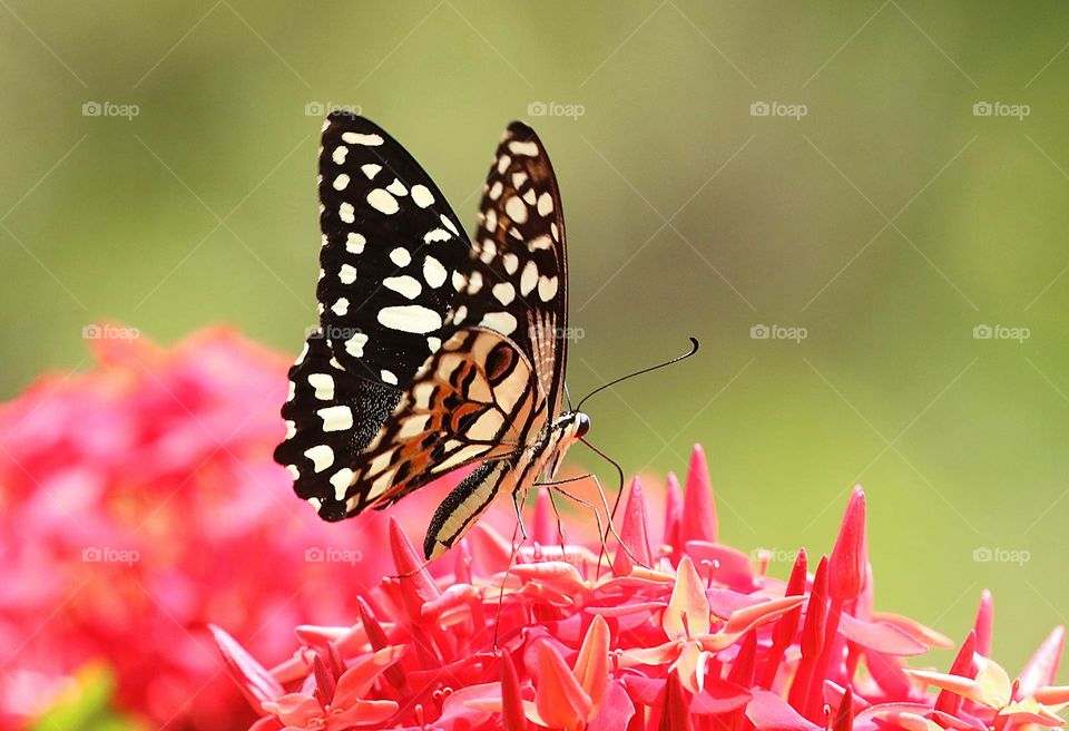 Beautiful and colourful butterfly