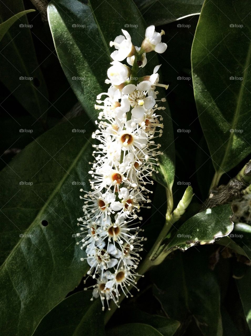 White flower