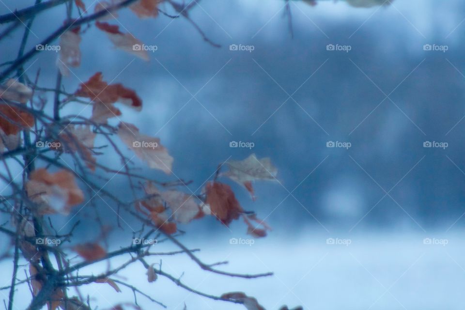 Closeup of sparse tree branches against a blurred, wintery landscape of trees, room for copy 