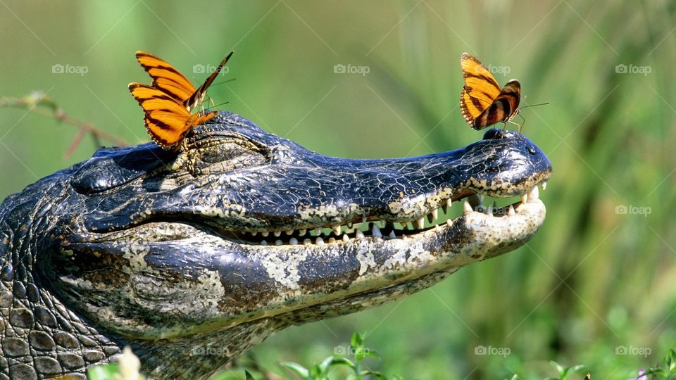 Crocodile with butterflies 