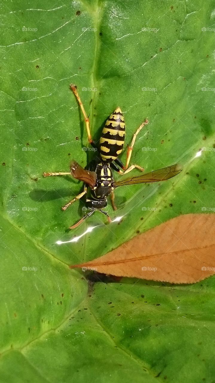 wasp drinking rain water collected on a leaf