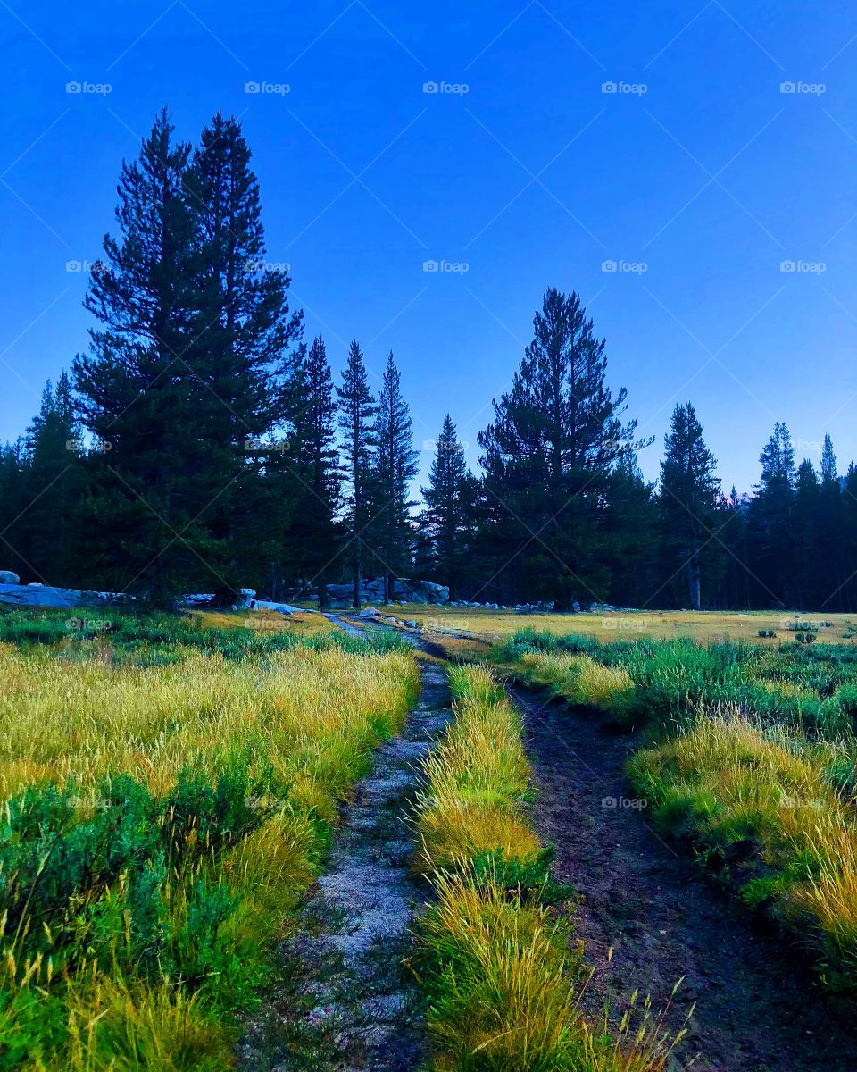 Fields of Yosemite in the early morning