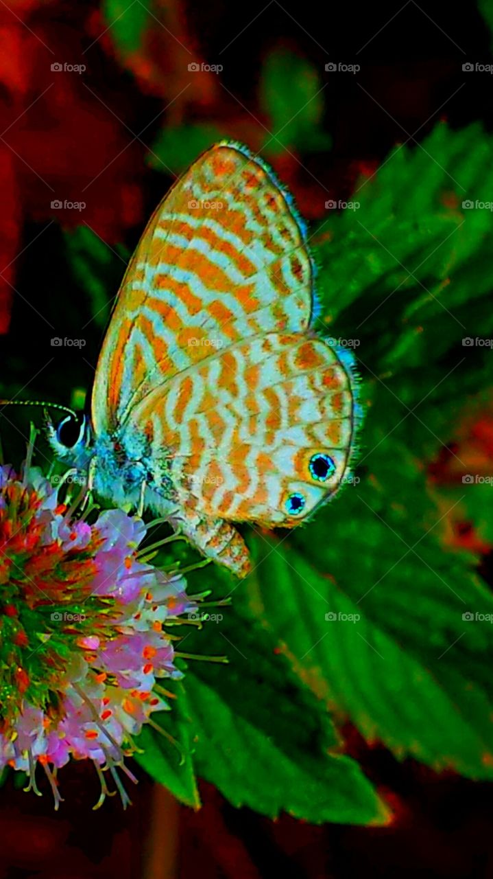 "Beautiful Butterfly"