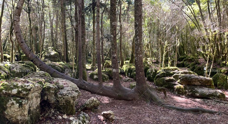 In the enchanted forest, a harp-shaped tree,
Nature's melody whispers, enchanting and free.
Mystical branches, a woodland sprite's art,
A symphony of leaves, where magic imparts. 🌳🎶