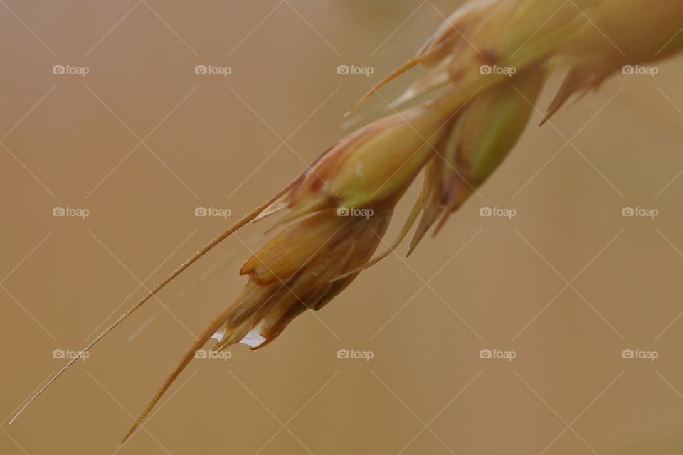 Close-up of dew on wheat