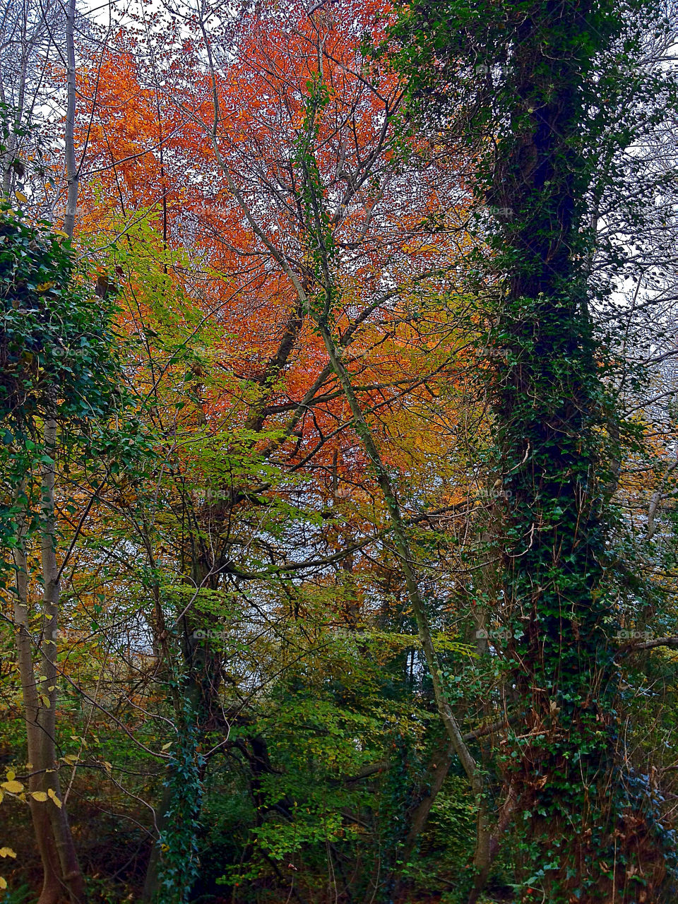 forest nature ireland october by aphillips24