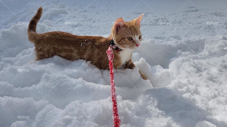 Little orange and white tabby kitten with a red leash walking in the snow.
