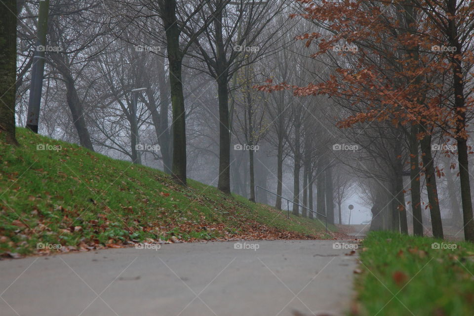 path among dense trees