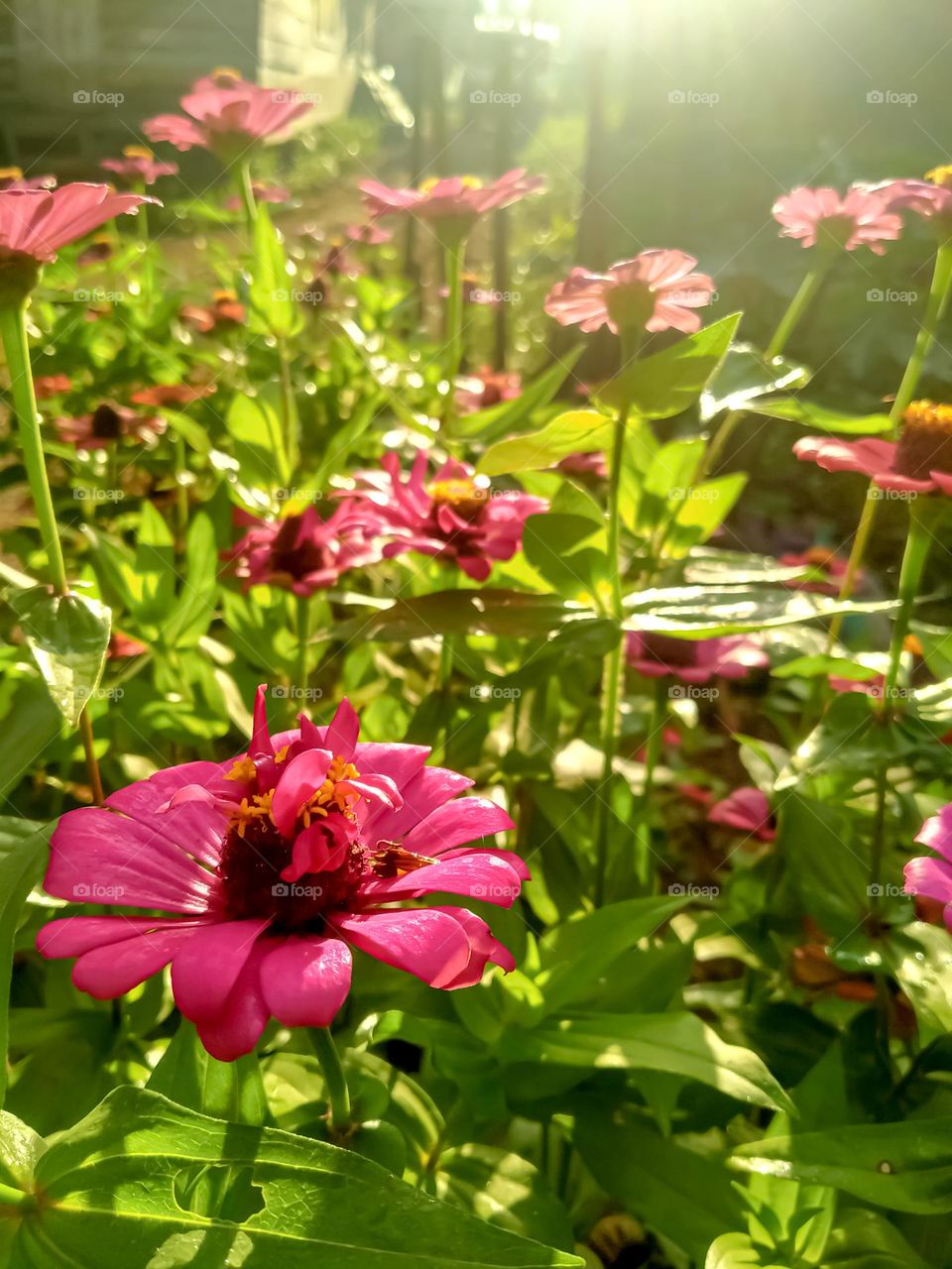 Flowers in the morning