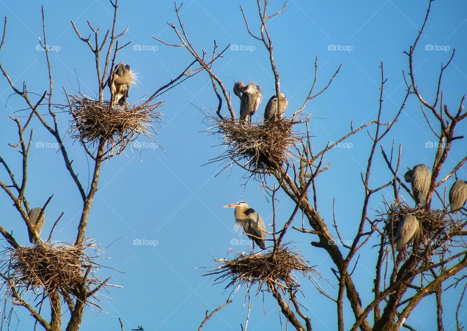 colony of heron