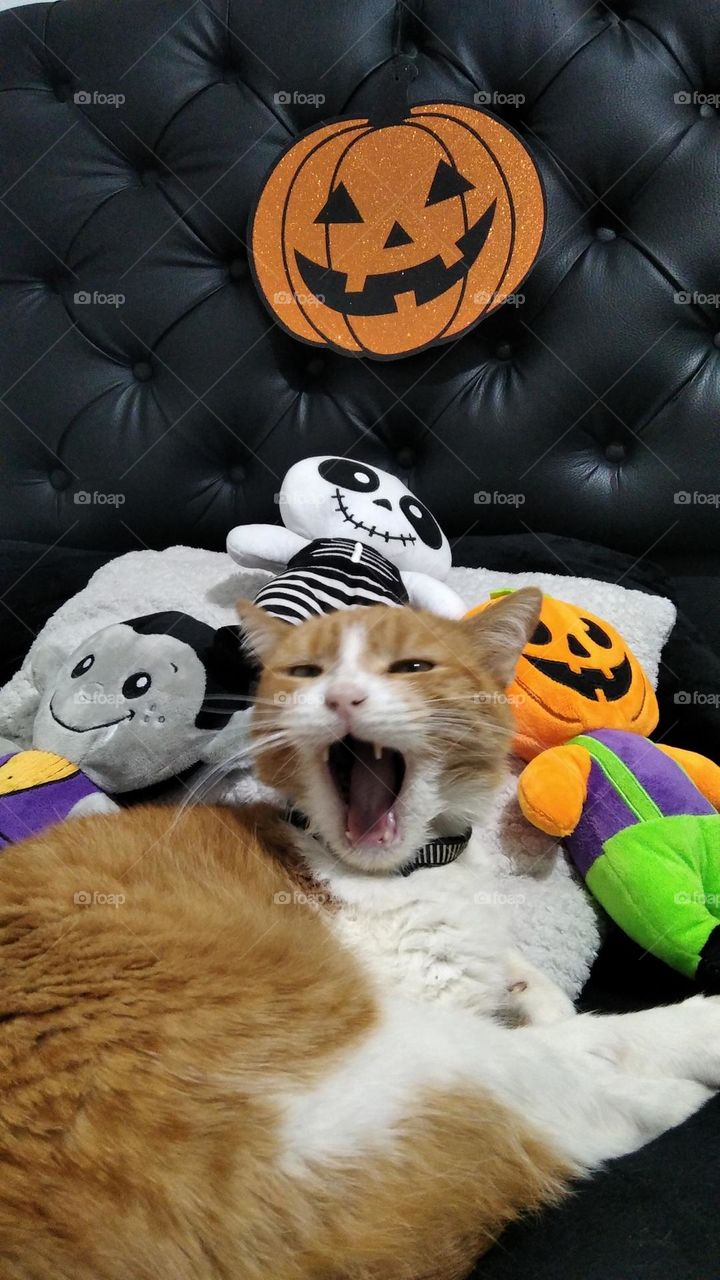 spooky cat