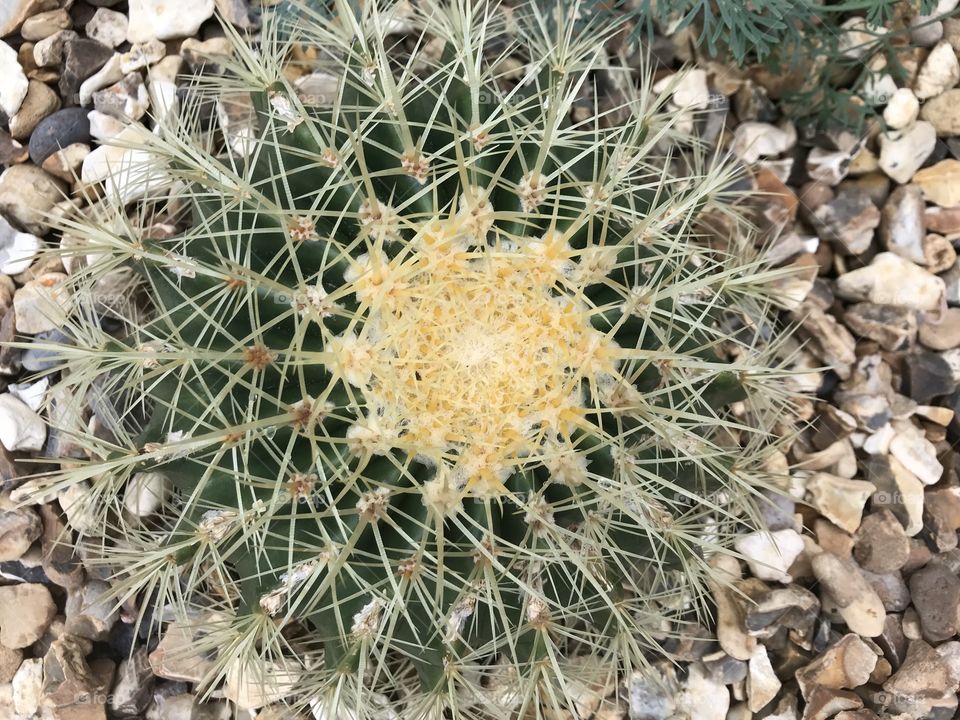 When your cactus plant like this one has every conceivable perfection marker you could wish for, a sheer joy for lovers of cactus plants.
