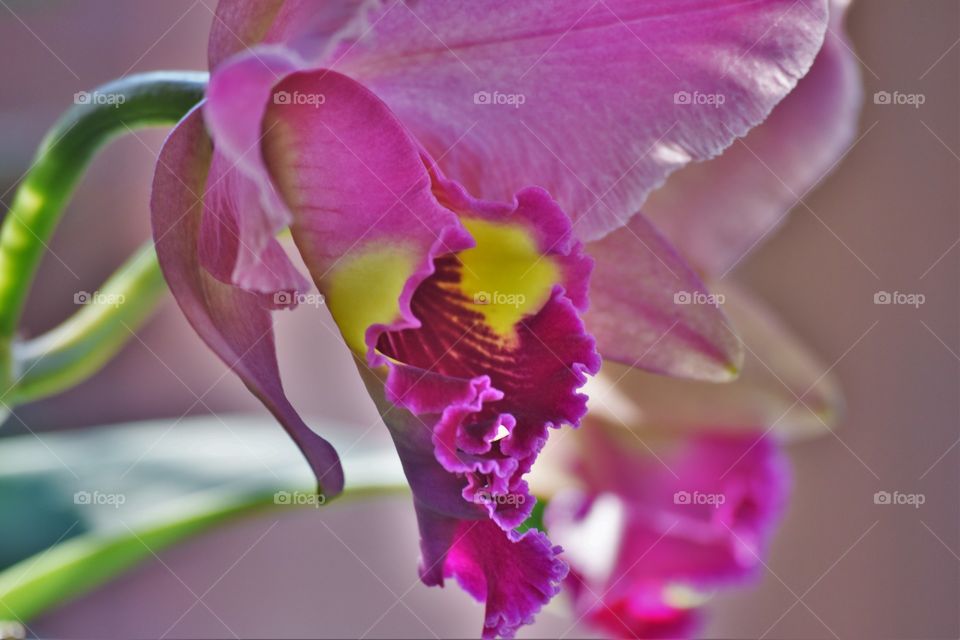 Orchid/Orquídea.