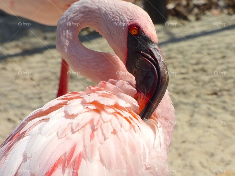 Beautiful flamingo. Taken in Memphis, TN. 
