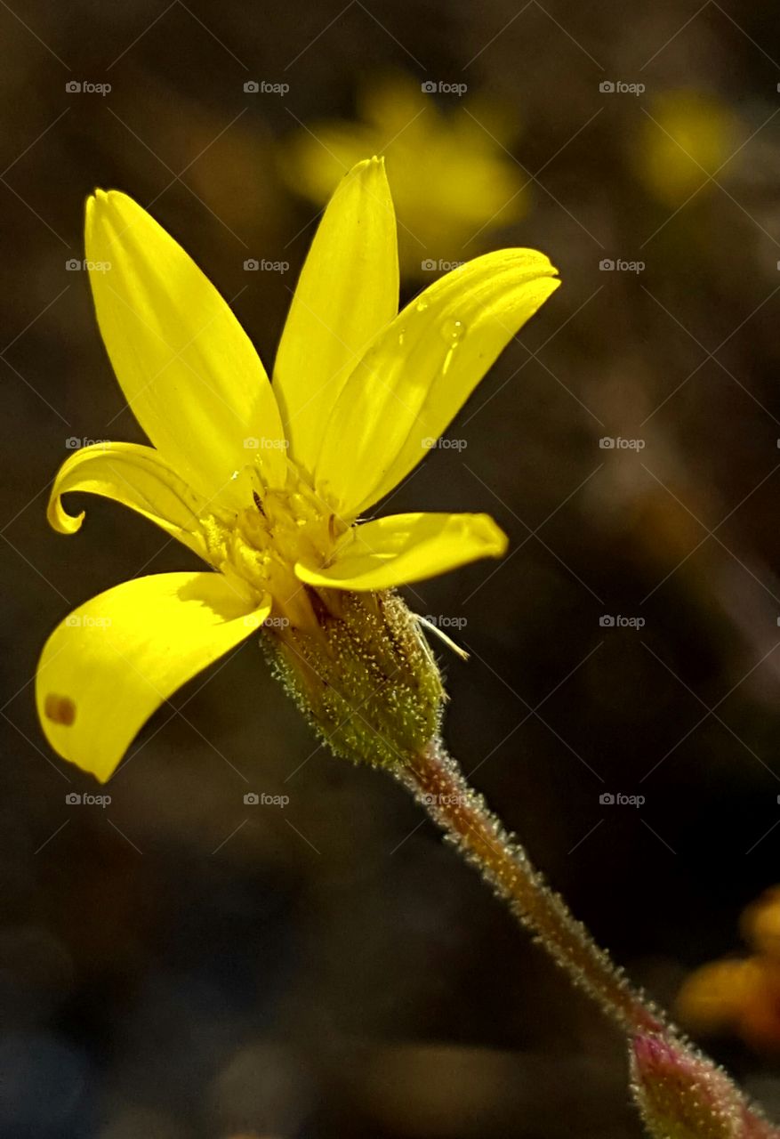 Flower, Nature, No Person, Flora, Garden