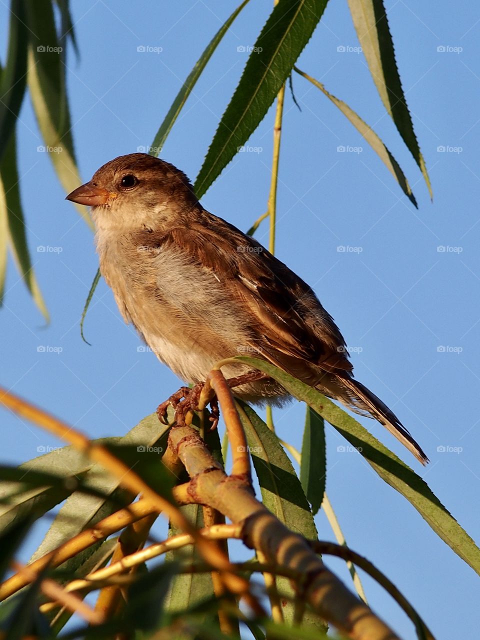 Sparrow