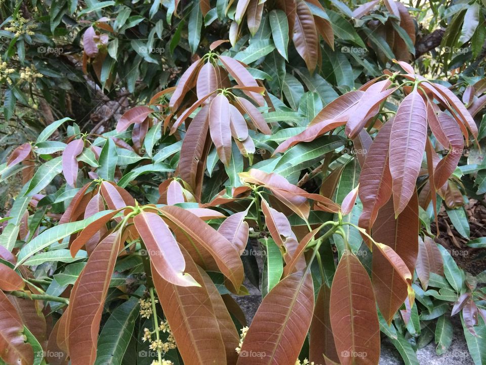 Tender leaves of Mango tree. 