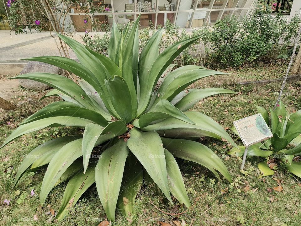 Agave dragon in Beinan Township Native Applied Botanical Garden