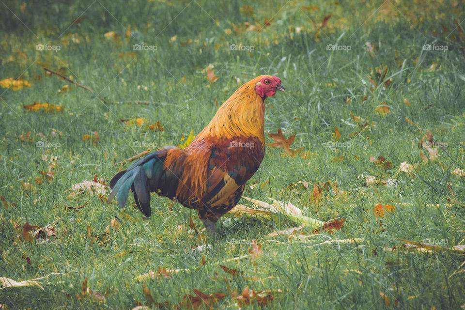 Side view of rooster in grass