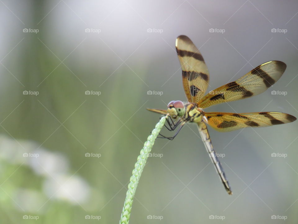 Halloween Pennant dragonfly