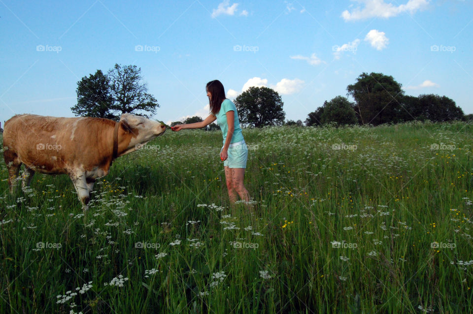Grass, Hayfield, Summer, Outdoors, Nature